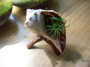 image of an airplant set in a conch shell
